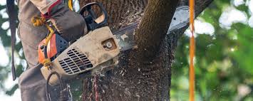 Carrollton, MO Tree Care Company