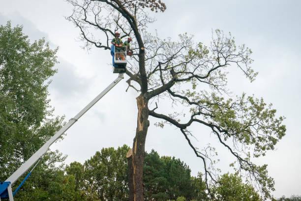 How Our Tree Care Process Works  in  Carrollton, MO